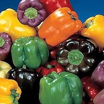 Gourmet Rainbow Mix Sweet Bell Peppers F1 Hybrid Seeds Salads Stuffing and Cook50 - Seeds