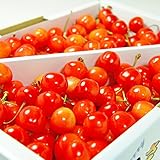 山形県産 さくらんぼ�