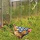 BOXOB Hühnersattel für Hennen, Stilvoller Huhn Sattel Rückenschutz im Pfauenfeder Design mit Verstellbarem Schultergurt für Schutz der Hühnerrückenfedern Zubehör