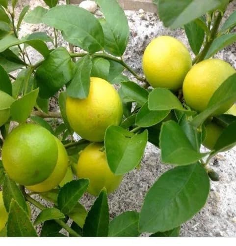 Image of Baramasi Grafted Hybrid Lemon Plant (Kagzi Nimbu) - All Season Fruit Bearing Citrus Tree | High Yield, Fast Growing Live Lemon Plant for Home Garden, Terrace & Balcony Gardening