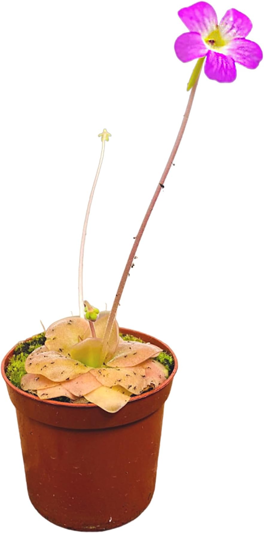 Pinguicula Weser Starter Plant