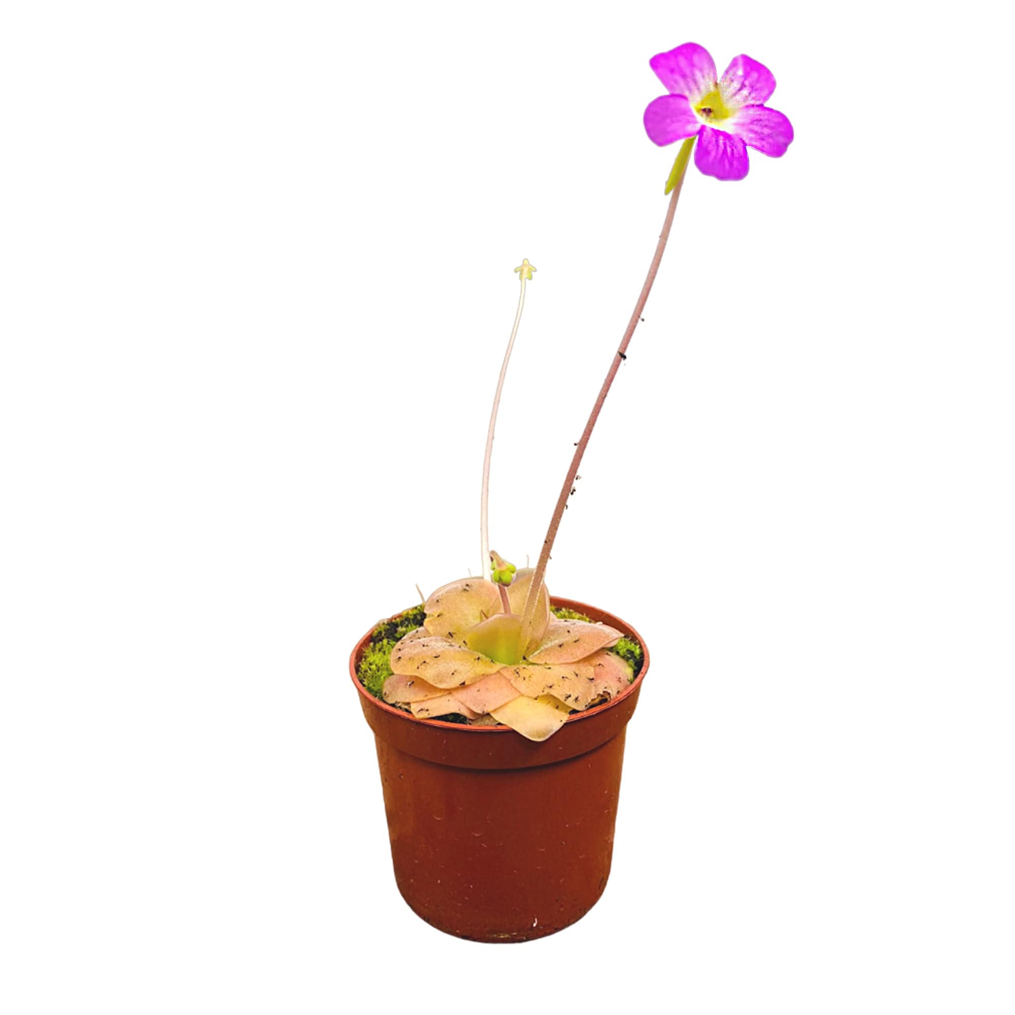 Pinguicula Weser Starter Plant