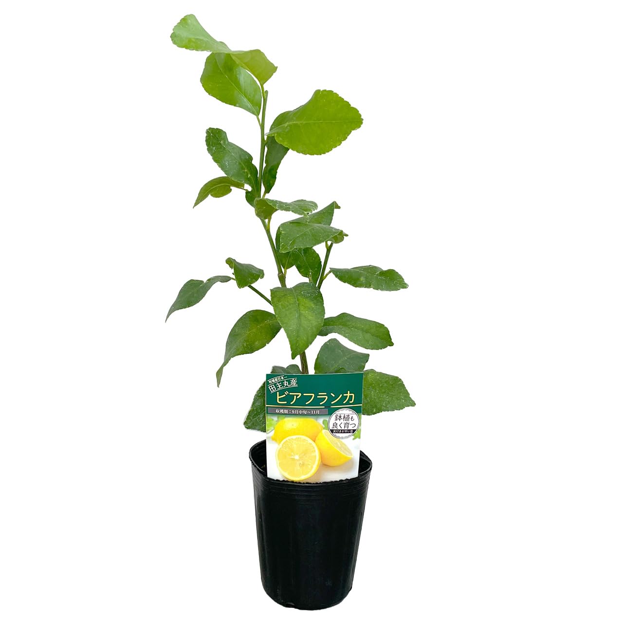 Amazon.co.jp: レモン 苗木 ビアフランカ とげなしレモン 9cmポット 3