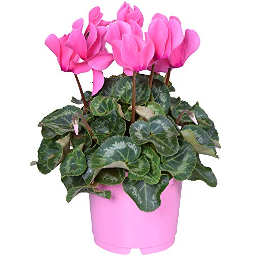 Cyclamen Persicum Rose | Plante Herbacée Rustique fournie en pot de 12 cm