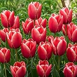 DUTCH BULBS EXCLUSIVE PLANTS FROM HOLLAND