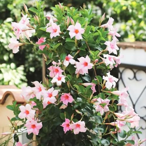 100samen dipladenia - balkonpflanzen winterhart Mandevilla winterharte für draußen, wildblumenwiese mehrjährig, garten deko frühlingsblumen