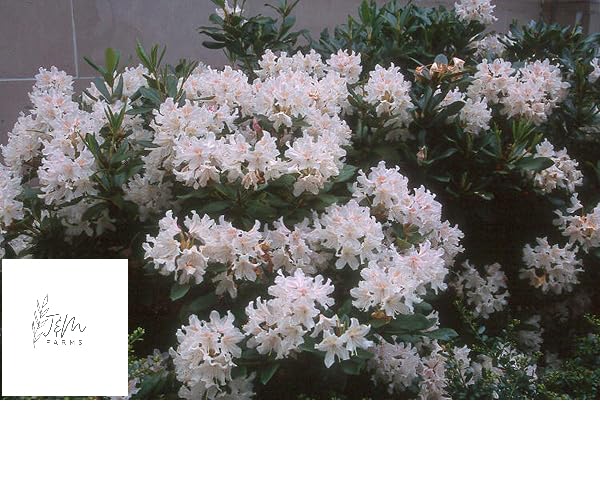 thuja nadeln liegen lassen Lebensbaum Thuja occidentalis Smaragd 200-220 cm Hhe Ballenware