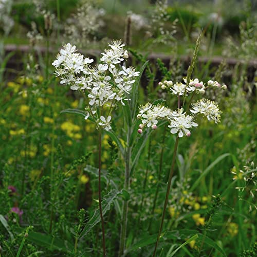 How to make a bog garden How to make a bog garden