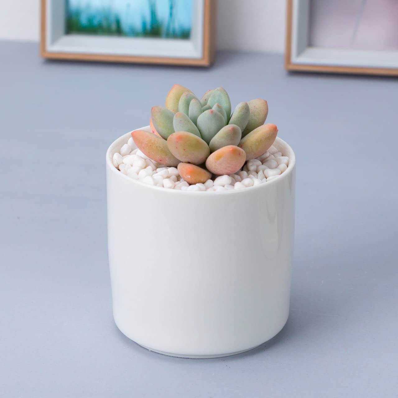 Polygon Green Handmade Round Shape 4-Inch Ceramic Pot for Succulents, Cactus, Indoor & Outdoor Plants | Stylish Decorative Planter for Home, Office & Tabletop (White, 1 Pot) – Without Plants