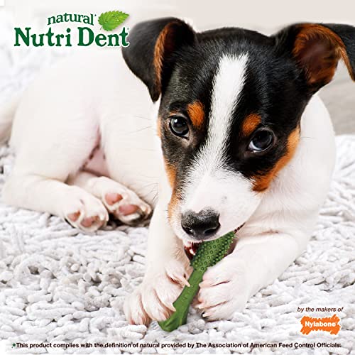Image of Nylabone Nutri Dent Dog Dental Chews - Natural Dog Teeth Cleaning & Breath Freshener - Dental Treats for Dogs - Fresh Breath Flavor, Small (64 Count)