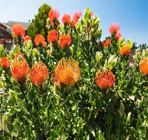 5pcs New Fresh Protea Flower Seeds