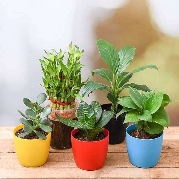 Mphmi Seedless Plant Top 5 Plants to Attract Money, Sansevieria trifasciata Crassula ovata, 3 Layer Lucky Money Plant, Peace Lily (B0CVVQFRKN) Amazon Price History, Amazon Price Tracker