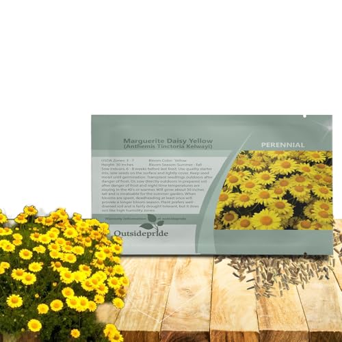Outsidepride Yellow Marguerite Daisy Seeds - 10000 Pcs. Perennial Drought-Tolerant & Pollinator-Friendly, Flower Seeds for Planting Vibrant Blooms for Gardens, Borders & Cut Flowers