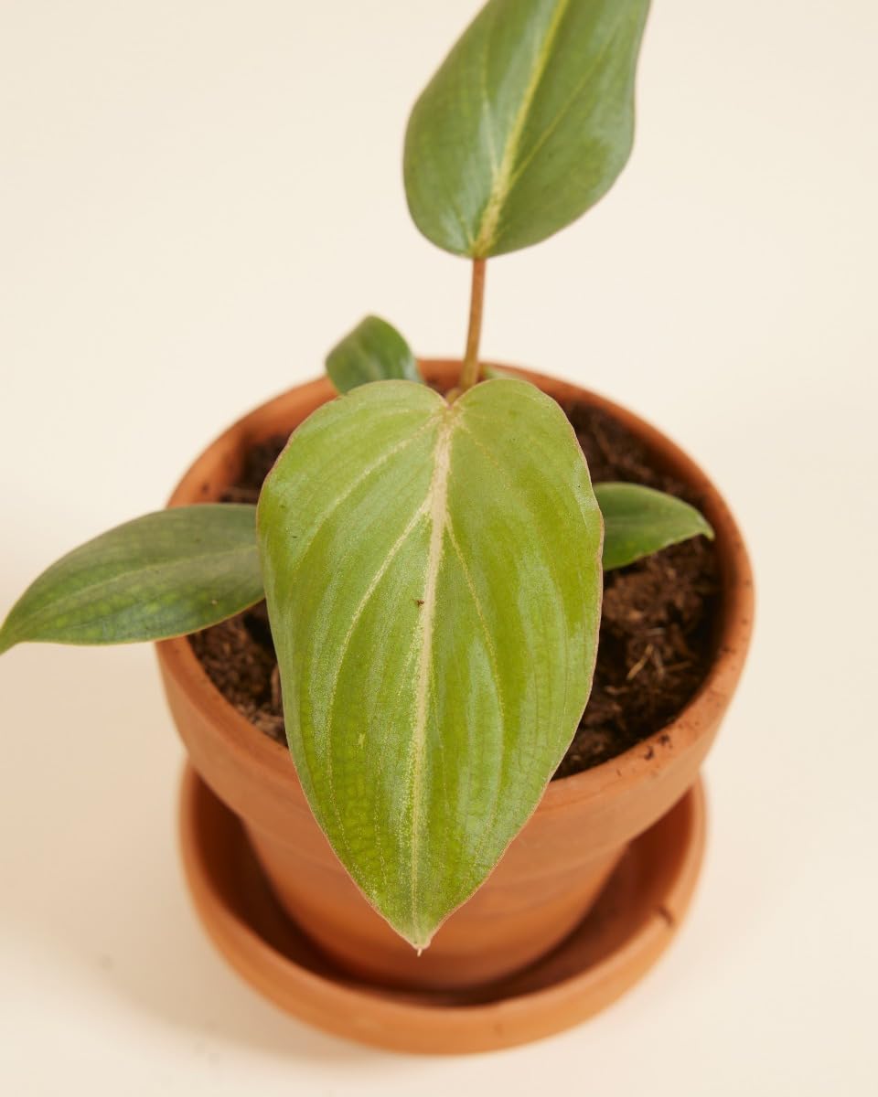 philodendron bipennifolium gold Philodendron 'Golden Violin' | Unique Yellow Foliage