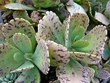 RedCrocus - RedCrocus Kalanchoe Marmorata Spotted Succulent- Indoor, Container Plant, Drought-Tolerant, Attracts Pollinators, Pet Warning Included 4" Pot (Pack of 2)