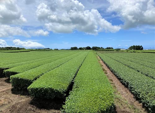 みやはら伴左エ門 宮原園 大麦若葉入り知覧茶ティーバッグ
