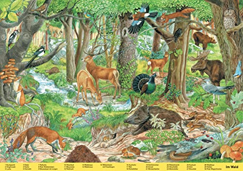Mein großes Wimmelbuch Tiere. Liebevoll illustriert von Anne Suess: Verschiedene Tiere auf der ganzen Welt im Bilderbuch finden und kennenlernen. Für Kinder ab 3 Jahren (Wimmelbücher)
