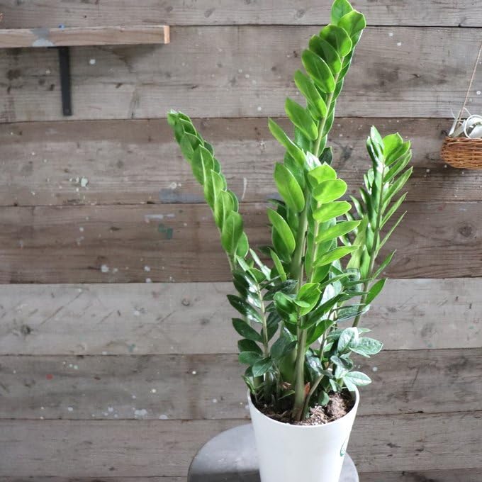 Amazon｜ザミーフォリア 7号 ザミオクルカス 観葉植物｜観葉植物
