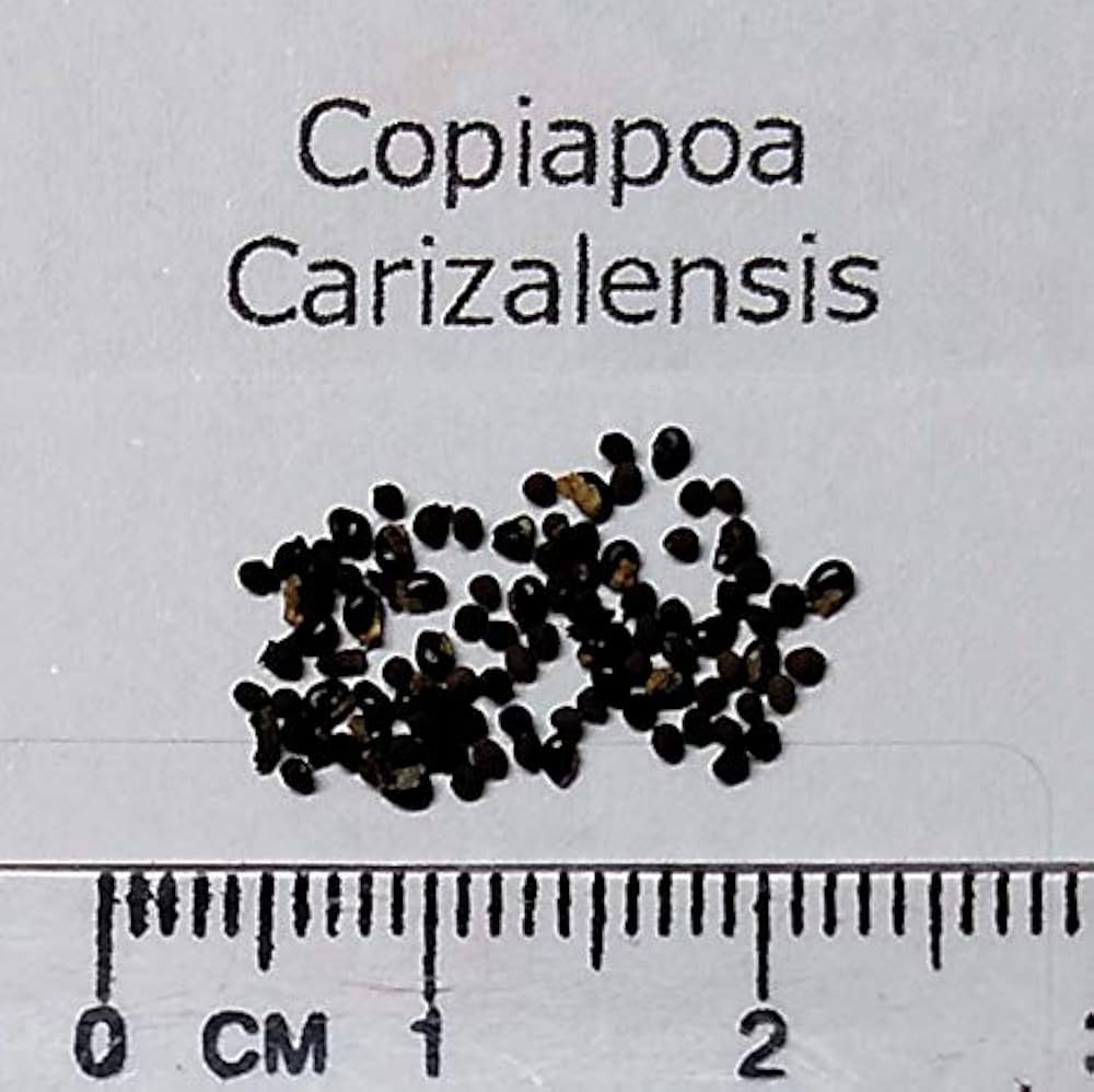 Amazon.co.jp: 【種子】Copiapoa Carizalensis◇コピアポア