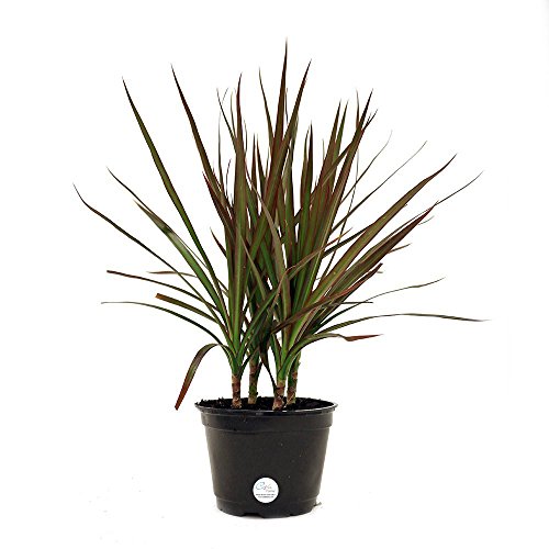 Costa Farms Madagascar Dragon Tree Marginata Live Indoor Tabletop Plant in 6-Inch Grower Pot