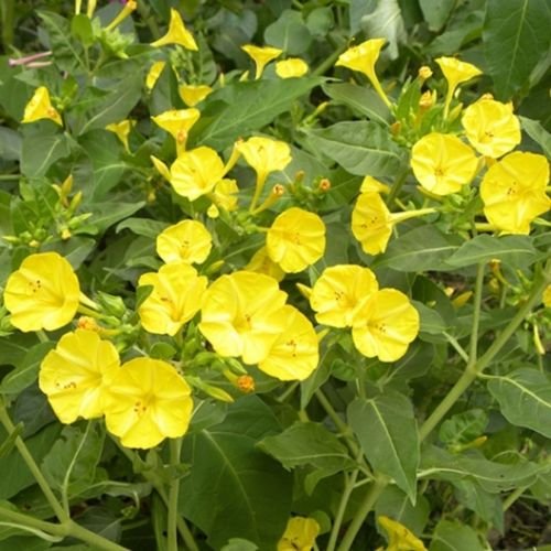 CSNCH 3 Four O-Clock Bulbs Ranging from Peanut to Sweet Potatoe in Size Not Seeds