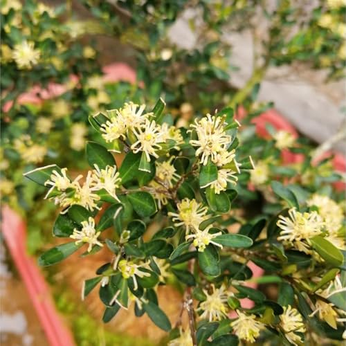 Semi di bosso, arbusti a crescita rapida da balcone da esterno semi di esotiche arbusti per il giardino regali per gli amanti del giardino prodotti sostenibili 150pcs