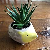 Lemon Hero Cute Yellow Hedgehog Succulent and Cactus Planter. Hand Painted, Great as a Gift. by Exquisite Succulents