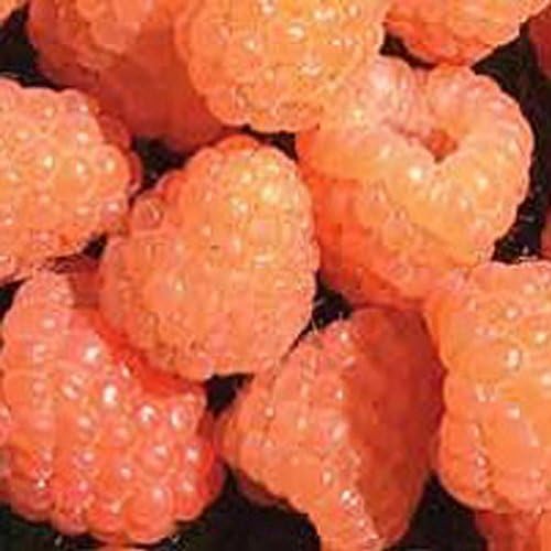 Swanley Village Nursery 5 X Raspberry Canes Valentina Bare Rooted