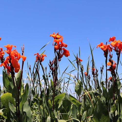 2 piezas bulbos lirios de canna - Acónitos invierno bulbos resistentes perennes, lirio de canna, pequeño para mujeres