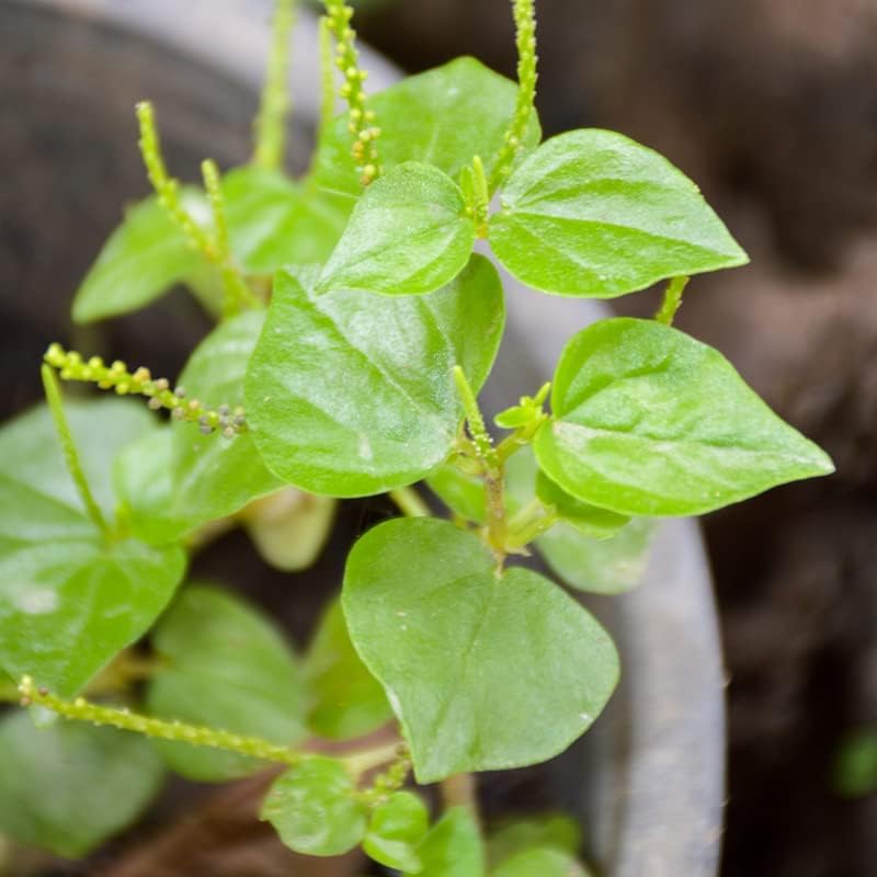 Miniatura 2 de 2000 Rau Cang Cua Arbusto Brillante Garra De Cangrejo Hierba Peperomia Pellucida Semillas Plantación Adornos Jardín Perenne Fácil de Cultivar
