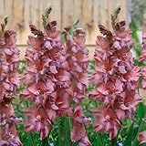 bulbi di gladioli | bulbi provenienti dai migliori produttori olandesi | esclusiva selezione e controllo qualità | fioritura garantita dal primo anno. (7 gladioli jakoetsk)