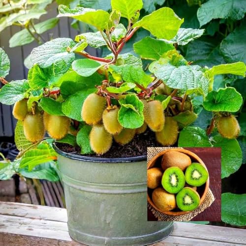 Image of All-Time12 Months Hybrid Grafted Guti Kolom Live Fruit Plant Original & Authentic Organic Tree for Outdoor Fast-Growing Fruit Plant Home Pack Of-1 (Kiwi Fruit Plant, Medium)
