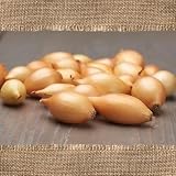 FLORTUS BIO Wintersteckzwiebel Shakespeare | 250 g