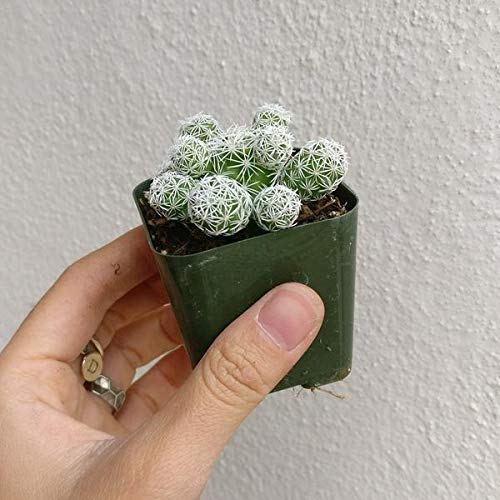 Thimble Cactus Mammillaria Cactus Gracilis Fragilis Succulent (2 Inch) #TOP2