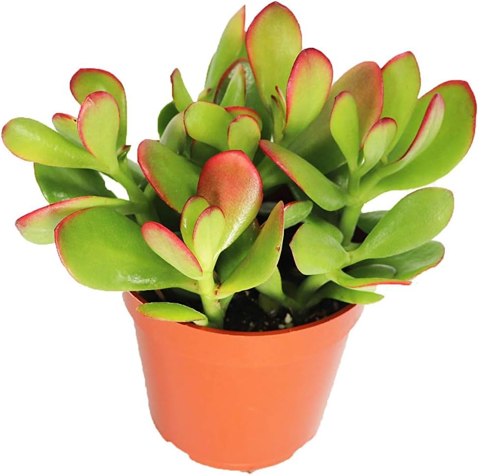 WingDong Crassula Ovata Jade Plant with Pot Big Leaf Lucky plant Lucky Vastu Plant perfect bonsai - Image 4 thumbnail