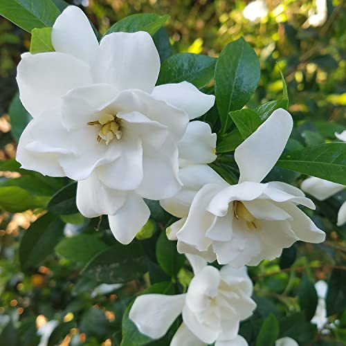 Southern Living Plant Collection Jubilation Gardenia, 2.5 Quart, White Fragrant Blooms And Glossy Green Foliage #TOP1