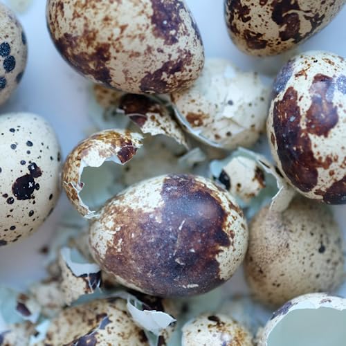 Quail PlantShellz - Nutrición natural para plantas