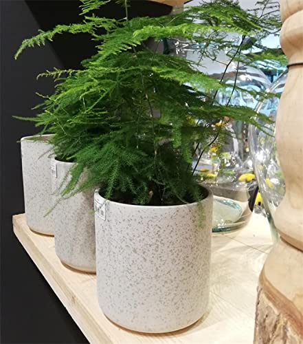 INNA-Glas Maceta de cerámica Araya, Moteado, Beige, 13cm, Ø13cm - Jardinera de cerámica