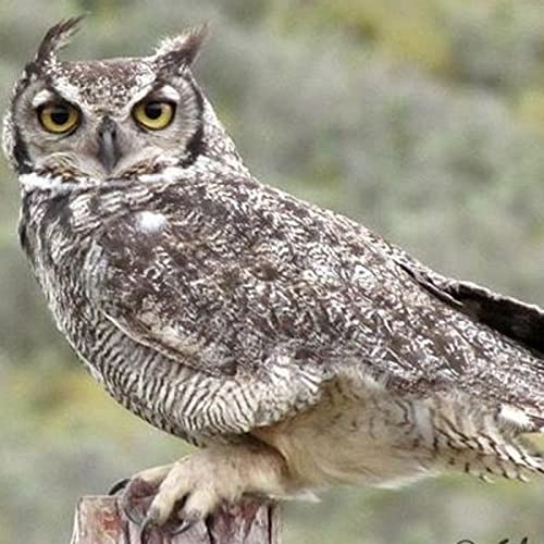 『BAUTISTAS HIST&Oacute;RICOS』のカバーアート