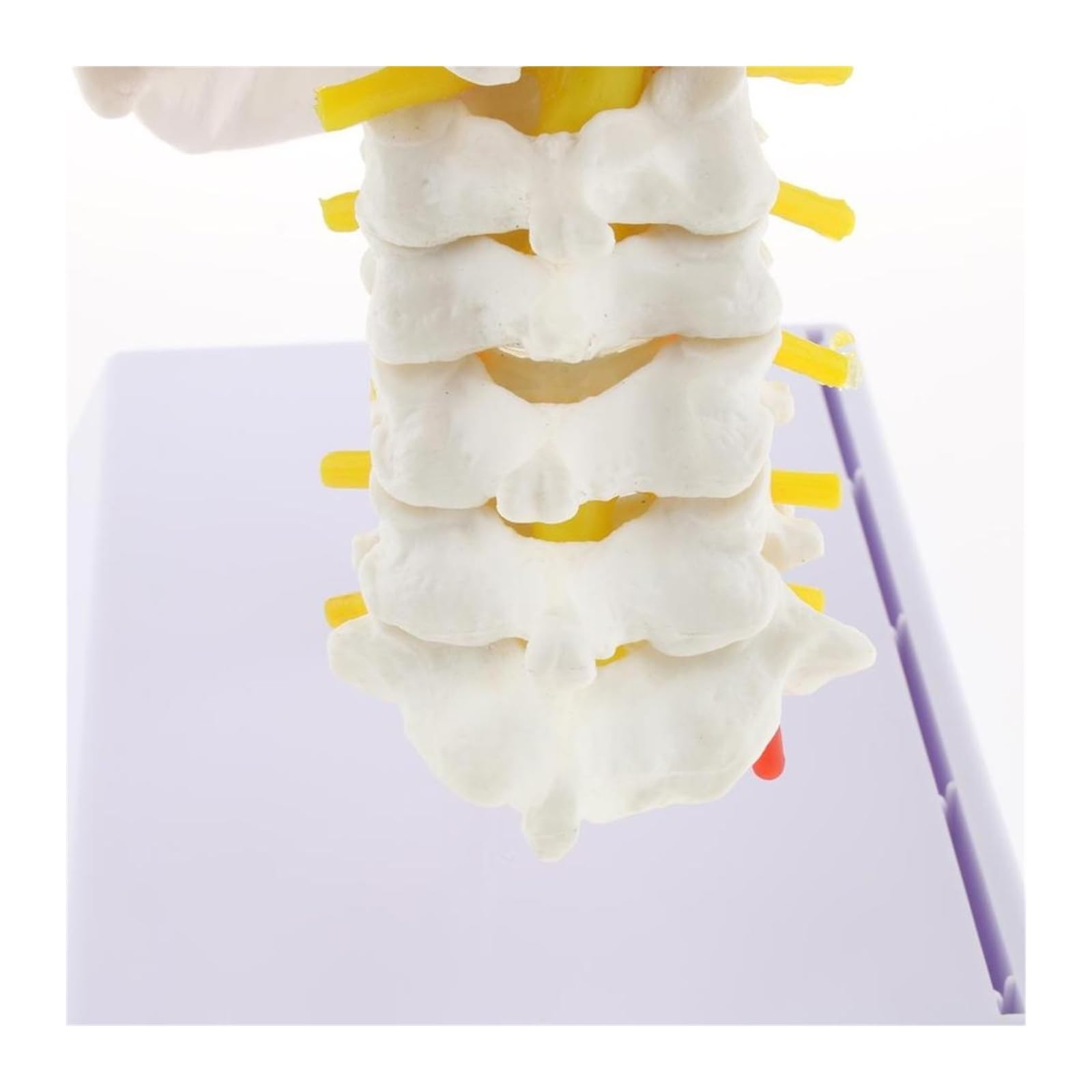 Esqueleto de anatomía humana, modelo anatómico con huesos colores, escultura vértebra cervical médica