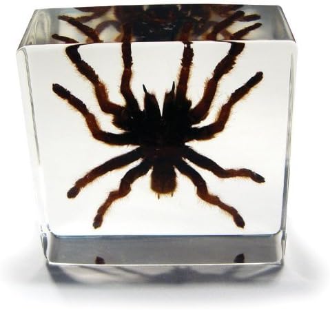 Desk Decoration,Tarantula,76x76x25 mm # DD-30S