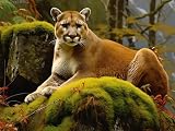 GOLDyyFROG Mountain Lion Art Diamond Painting for Adults, Animal Lion Full Drill Diamond Art Painting Cross Stitch Crystal Rhinestone Great for Wall Bathroom Decor or Gifts 12x16 inch