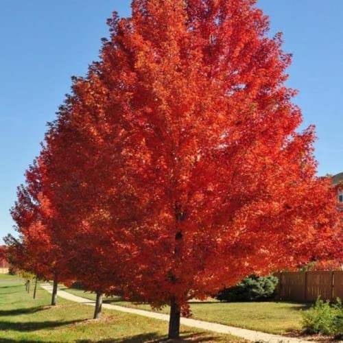 Chuxay Garden 60 Seeds Autumn Blaze Maple Tree,Acer X Freemanii,Freeman Maple Hybrid Fast-Growing Large Deciduous Tree Privacy Screen Suitable For Street #TOP2