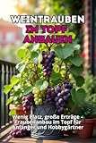 Weintrauben im Topf anbauen: Schritt-für-Schritt-Anleitung zum Anbau von Trauben im Behälter für Anfänger und Amateure. Wenig Platz, große Ernte.