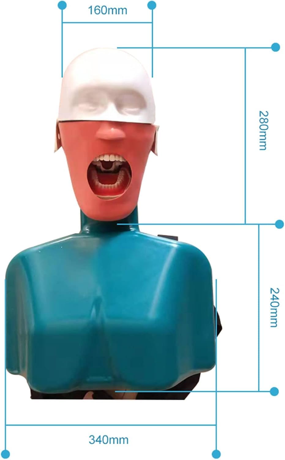 Dental Phantom Head Model, Dental Simor Head Model Puppe Mit Torso Und Herausnehmbaren Zähnen, Dental Teaching Aids Modell Für Einfache Menschliche Nackenbewegung, B