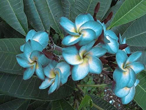 Seeds - 5 Blue White Plumeria Seeds Plants Flower Lei Hawaiian Perennial Flowers , Flowering Seeds #TOP7
