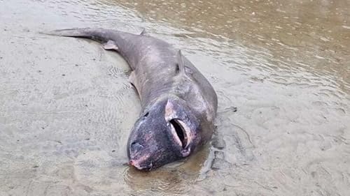 Greenland Shark Washes Up On Irish Coast For First Time