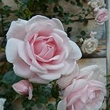 2 x Kletterrose New Dawn - Mehrjärig, Zartrosa und Winterhart - Duftend |...