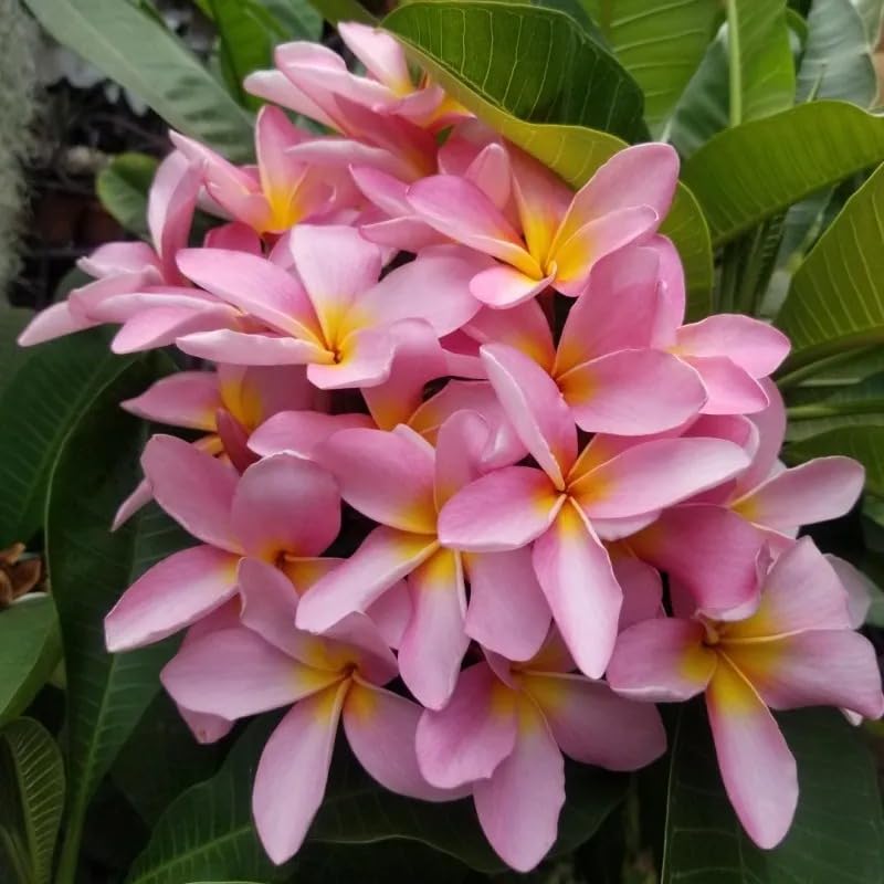 See full amazon price history chart for Green Horizon Plumeria Champa, Champak, Chapa, Golok chapa, Frangipani,Pagoda tree, Temple Jasmine Flower Plant 020 ORIGINAL CUTTINGS pack of 1 Green Horizon Plumeria Champa, Champak, Chapa, Golok chapa, Frangipani,Pagoda tree, Temple Jasmine Flower Plant 020 ORIGINAL CUTTINGS pack of 1 (B0C7LN9F75) Amazon Price History, Amazon Price Tracker
