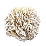 1 (ONE) Large Raw Selenite Desert Rose Stone - Large Desert Rose Selenite Stone - Gorgeous Display Piece Rock Paradise Exclusive COA